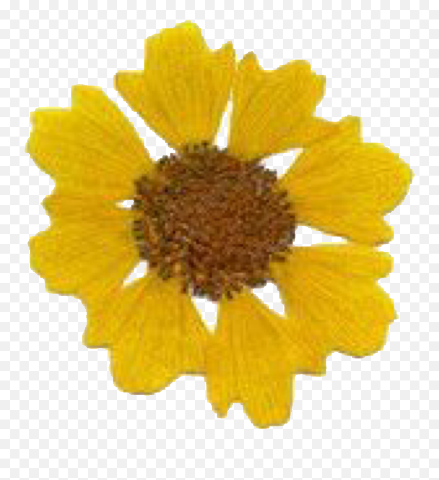 Yellow Daisy Png - Portable Network Graphics,Daisy Png