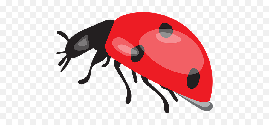 300 Free Ladybug U0026 Beetle Illustrations - Parasitism Png,Ladybug Icon Leaf