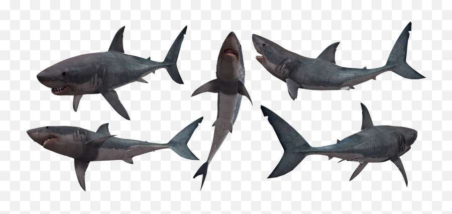 Shark Sharks Jaws - Svg File Shark Silhouette Png,Sharks Png