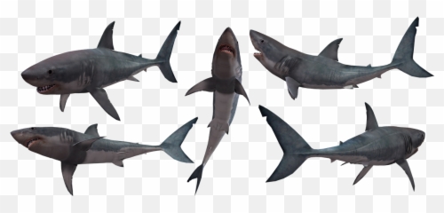 Shark Sharks Jaws - Svg File Silhouette png