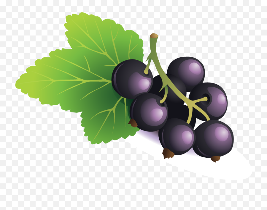 Free Png Blackberry