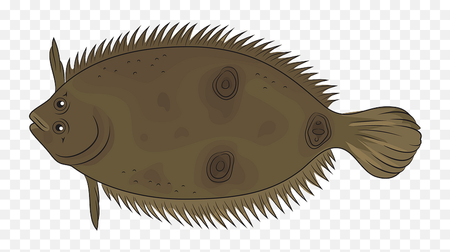 Three Eye Flounder Clipart Free Download Creazilla - Sole Png,Flounder Png