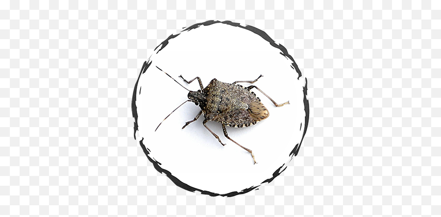 Download Stink Bugs - Brown Marmorated Stink Bug Full Size Bugs Png,Stink Png