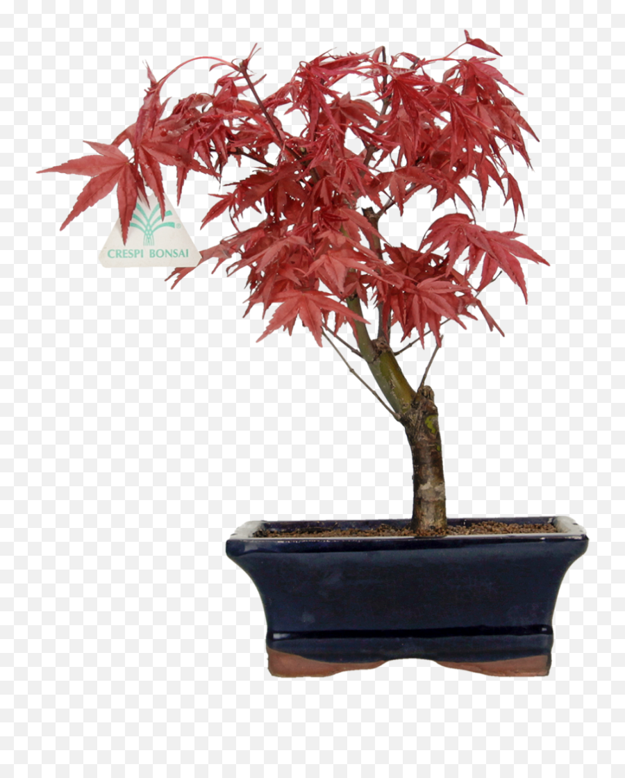 Acer Palmatum Deshojo - Maple 28 Cm Png,Japanese Maple Png