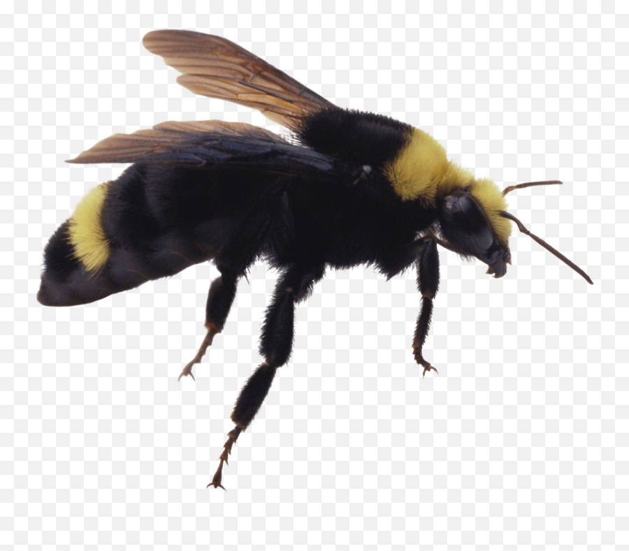 Bee Png Image - Purepng Free Transparent Cc0 Png Image Library Pests Png,Bumble Bee Png