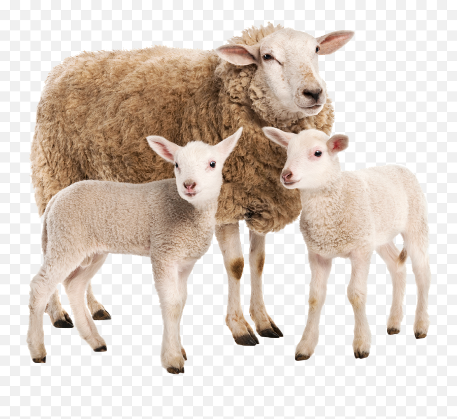 Sheep Png Download Image - Goat And Sheep Png,Sheep Png