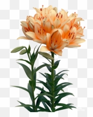 Lilies Flower Clip Art - flower png download 500708 Lily