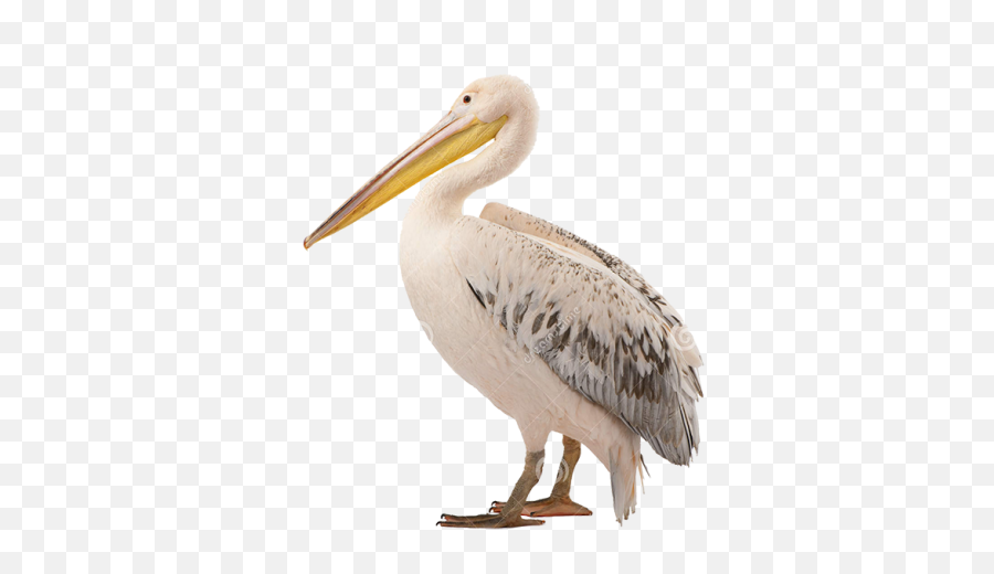 White Pelican Png Photo - Pelican Photo White Background,Pelican Png