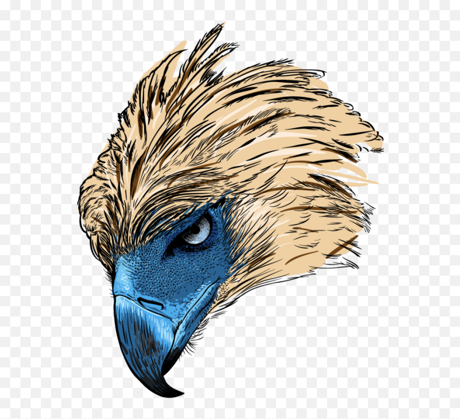 Philippine Eagle Head Png Clipart - Animated Philippine Eagle Drawing,Eagle Head Logo