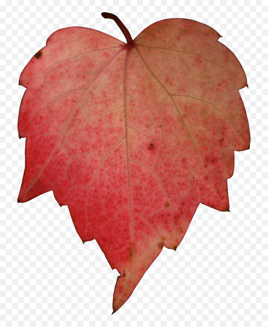 Download Hd Stock Red Leave Png By Nexu - Tree Paper Icon Png,Leave Png