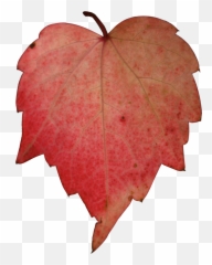 Download Hd Stock Red Leave Png By Nexu - Tree Paper Icon Png,Leave Png