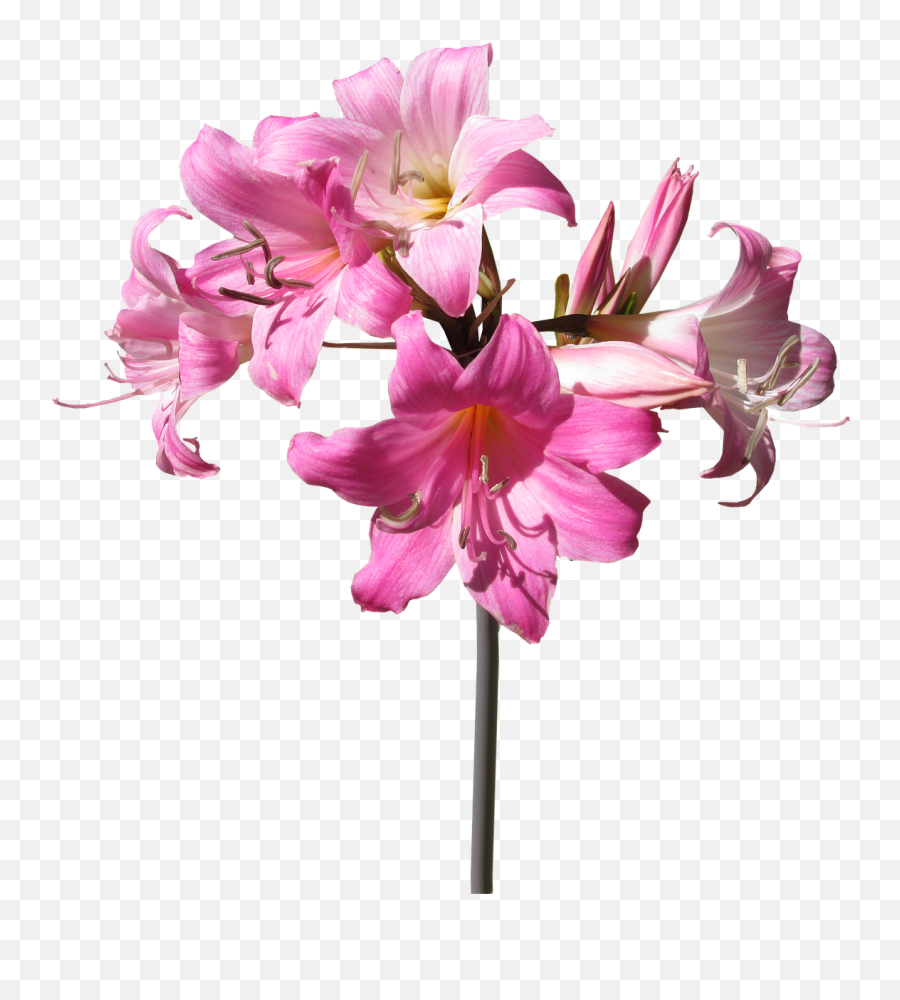 Belladonna Lily Flower - Transparent Lily Flower With Stem Png,Lily Flower Png