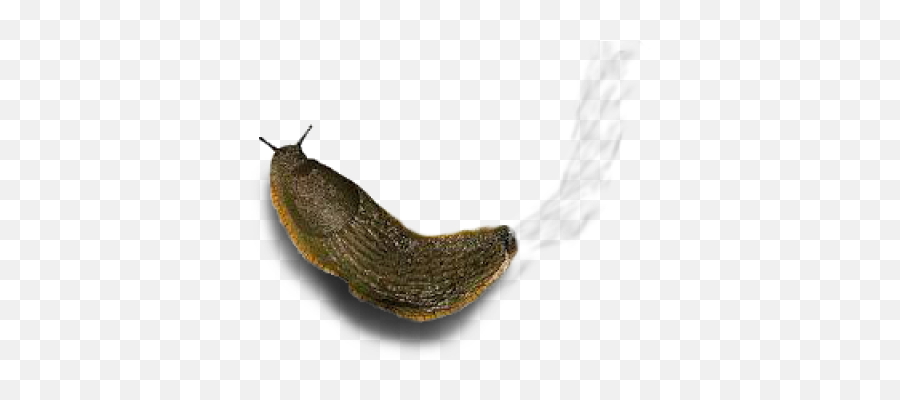 Download Free Png Decorative Slug Graphic - Dlpngcom Lymnaeidae,Slug Png