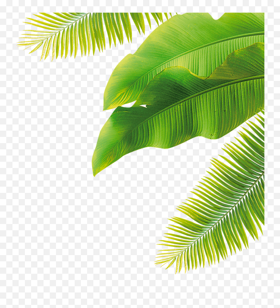 Leaf Size - Palm Tree Leaf Png,Leaf Cartoon Png