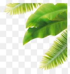 Leaf Size - Palm Tree Png