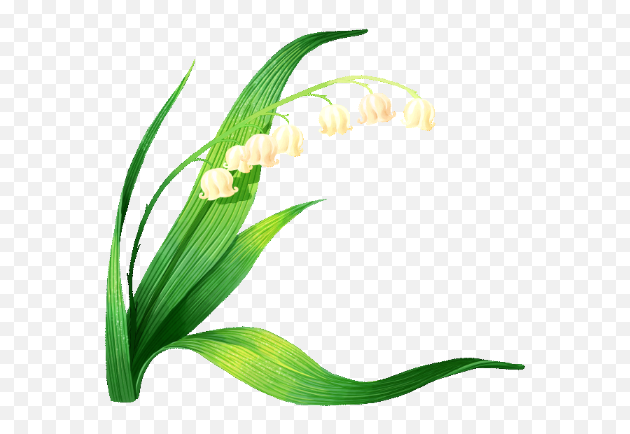 Muguet - Lily Of The Valley Vector Clipart Full Size Lirio Do Vale Png,Lily Of The Valley Png