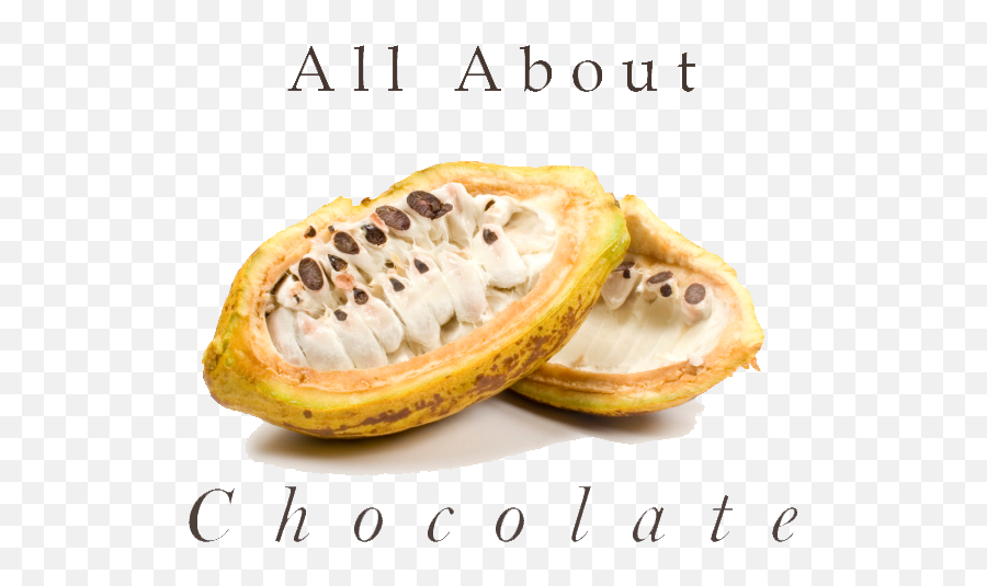 Logo Photoshop - Transparent All About Chocolateall About Cacao Pulp Png,Photoshop Logo Transparent