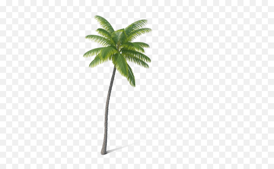 Palm Tree Png Images Hd Play - Attalea Speciosa,Palmtree Png