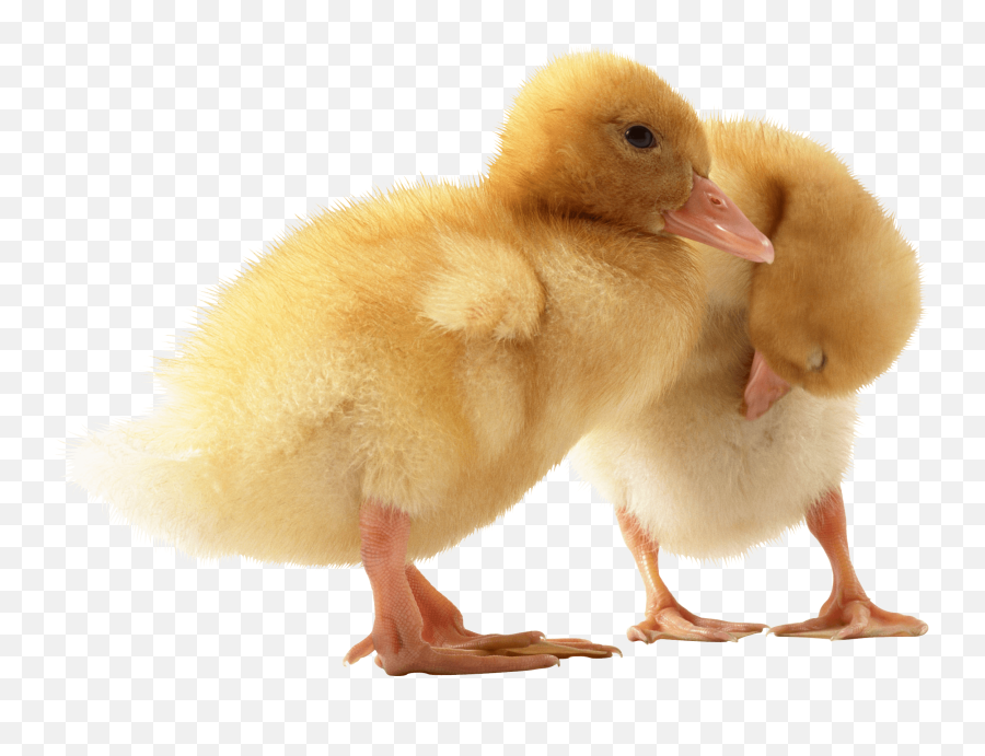 Two Cute Little Ducklings Png Image Animals - Baby Ducks Transparent Background,Ducks Png