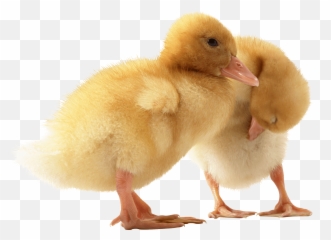 Two Cute Little Ducklings Png Image Animals - Baby Ducks Transparent Background,Ducks Png