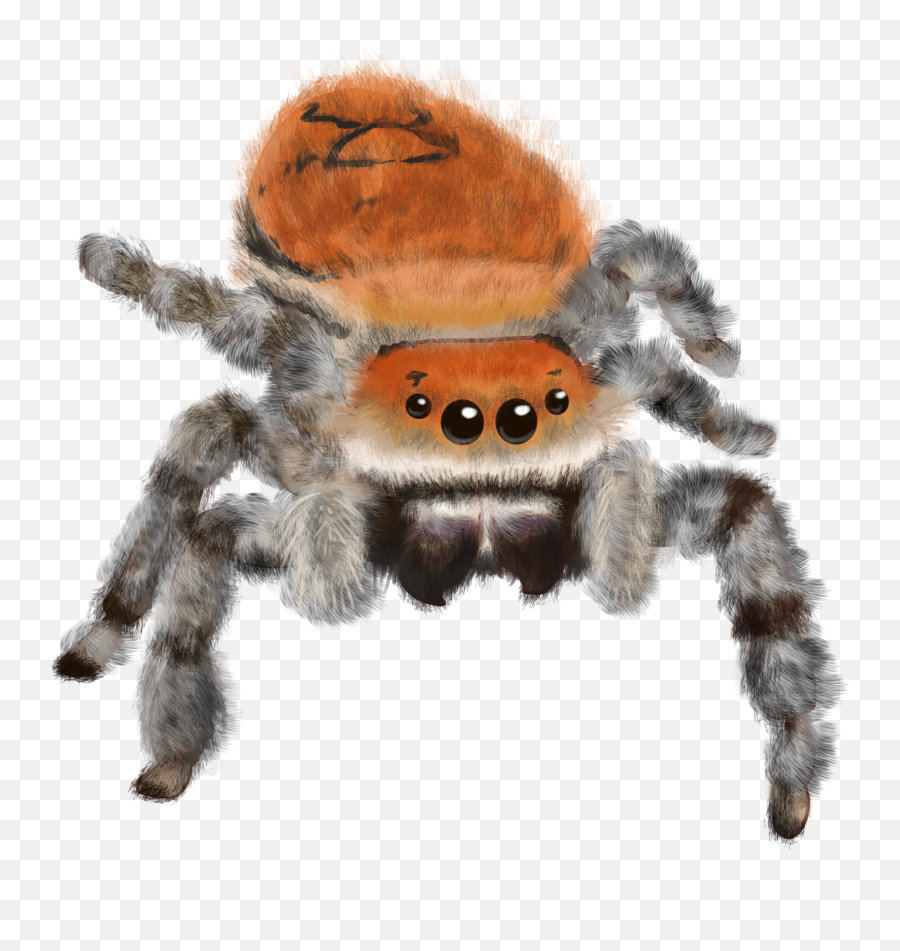 Transparent Png Image - Tarantula,Tarantula Png