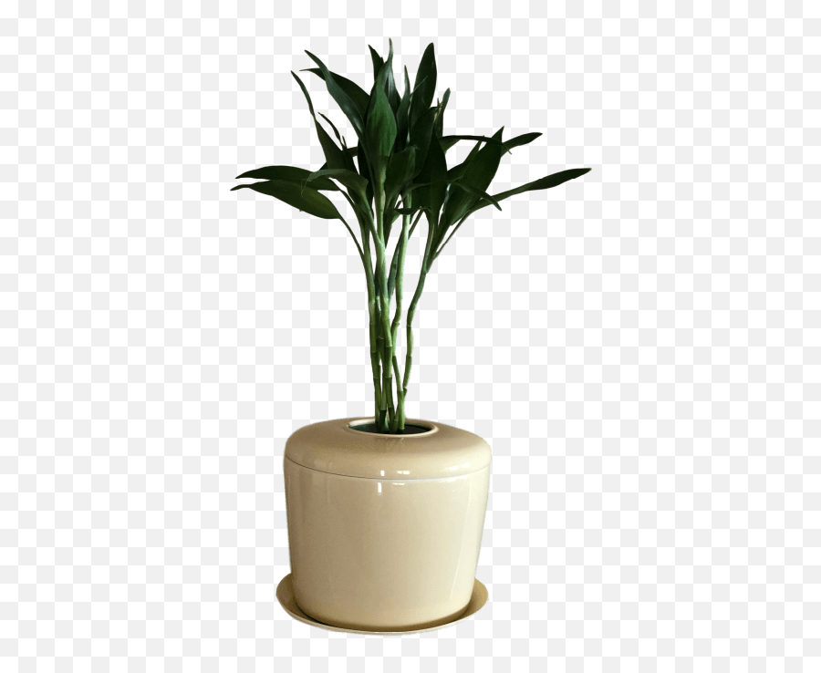 Bonsai Urn Indoor Tree Patio Plant - Houseplant Png,Indoor Plant Png