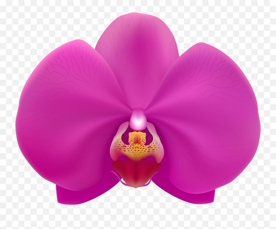 Free Pink Orchid Cliparts Download Png