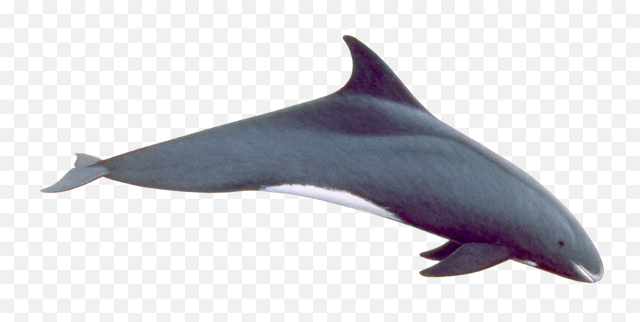 Pygmy Killer Whale - Pygmy Killer Whale Png,Killer Whale Png