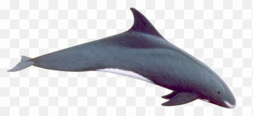 Pygmy Killer Whale - Png