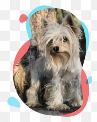 A Little History Lesson - Vulnerable Native Breeds Png,Yorkie Png