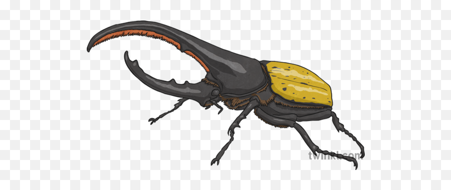 Hercules Beetle 1 Illustration - Twinkl Japanese Rhinoceros Beetle Png,Hercule Png