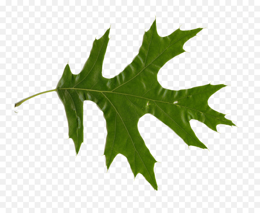 Quercus Rubra - Roble Blanco La Hoja Png,Oak Leaf Png