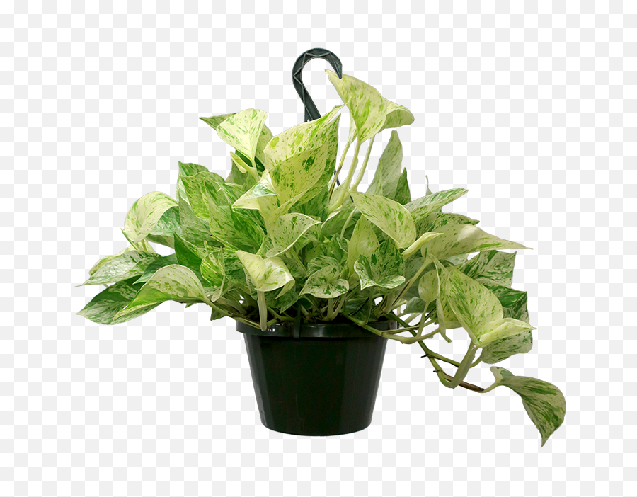 Marble Queen Pothos Hanging Basket - Hanging Marble Queen Pothos Png,Hanging Ivy Png