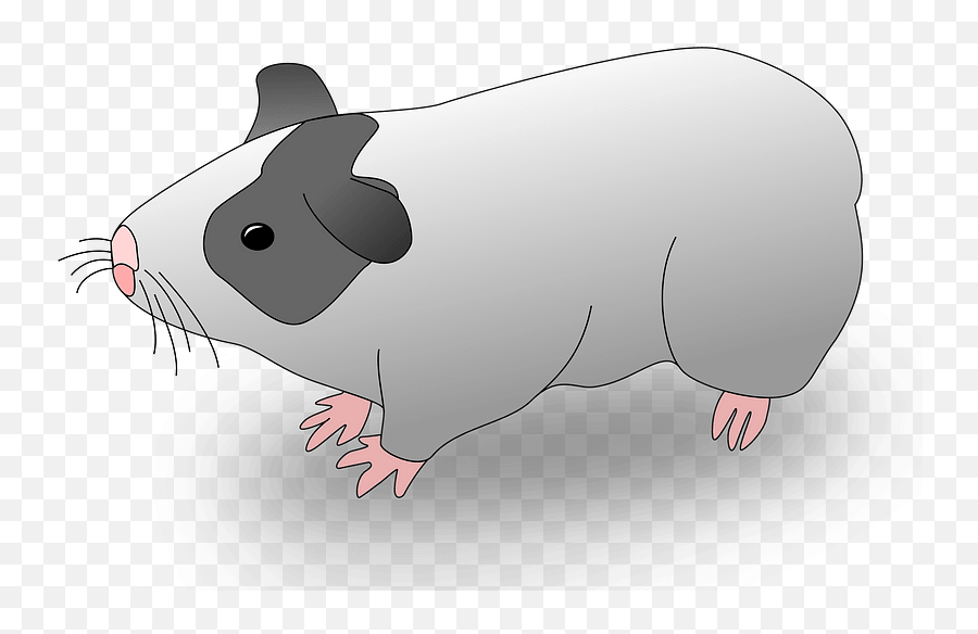 Guinea Pig Clipart - Cartoon Hamsters Transparent Png,Guinea Pig Png