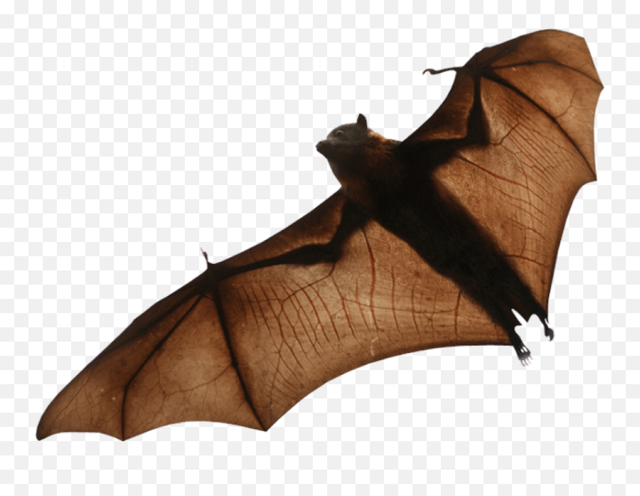 Bat High Quality Png - Fruit Bat Transparent Background,Bat Transparent