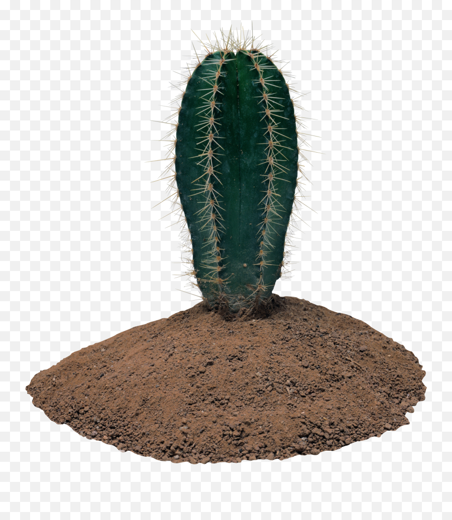 Download Cactus Png Image For Free - Transparent Background Cactus Png,Cacti Png