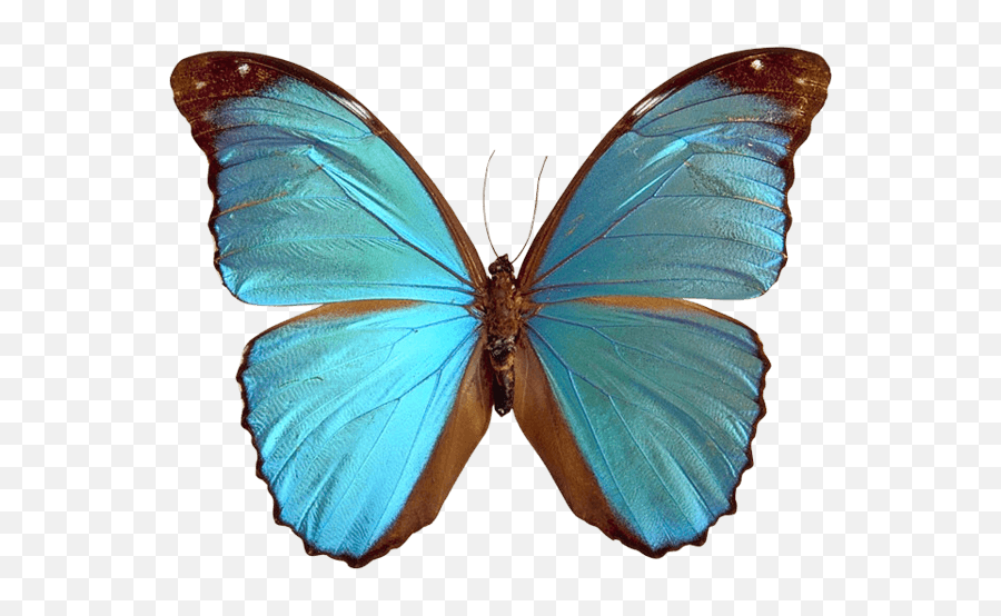 Butterflies Transparent Png Images - Blue Butterfly Transparent Background,Butterfly Transparent