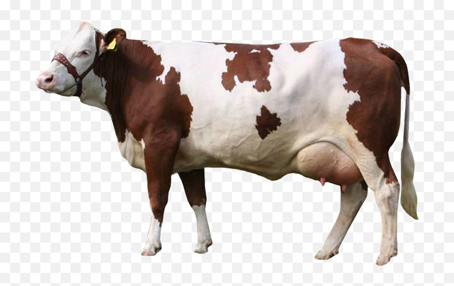Baviera Simmental - Cow Png Transparent Background,Vaca Png