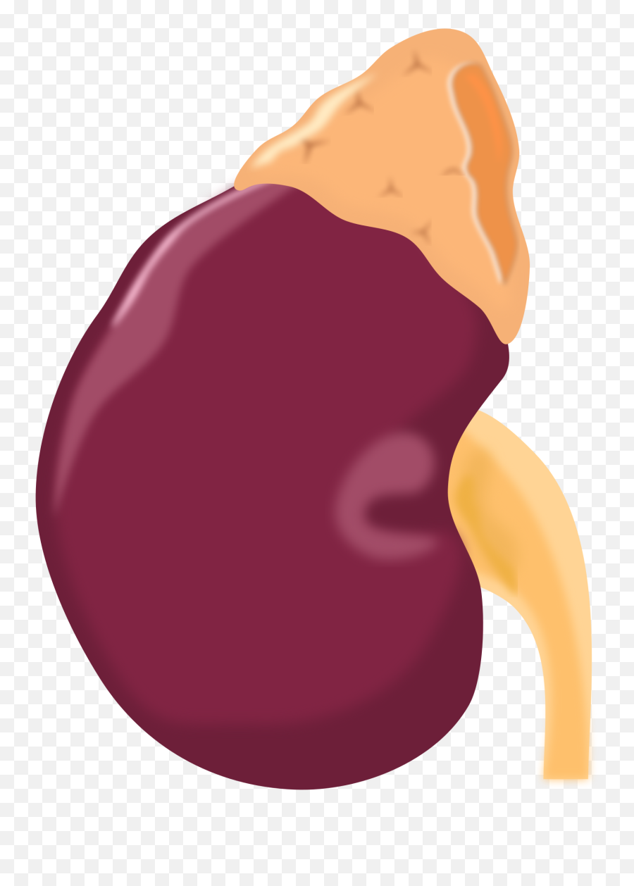Fileazex - Kidneysvg Wikipedia Adrenal Gland Clipart Png,Dialysis Icon