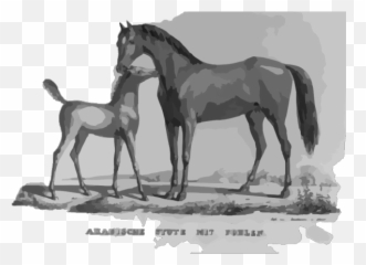 Arabische Stute Mit Fohlen Png Svg Clip Art For Web - Animal Figure