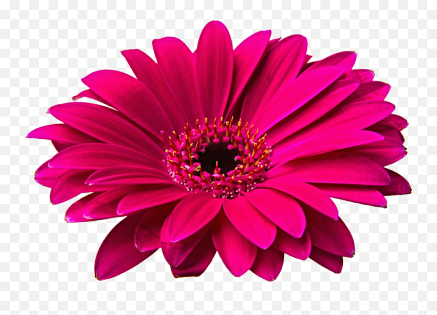 Daisy Flower Png - Flores Hd Png,Daisy Png