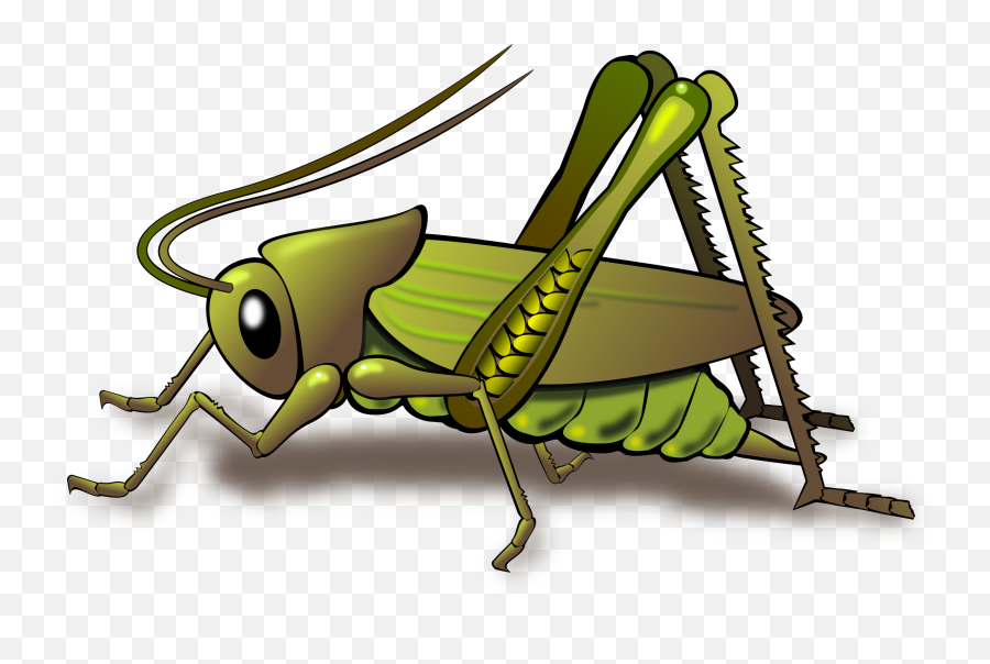 Grasshopper Png - Grasshopper Clipart,Animal Clipart Png