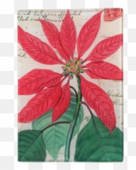 Poinsettia - Poinsettia Png,Poinsettia Png