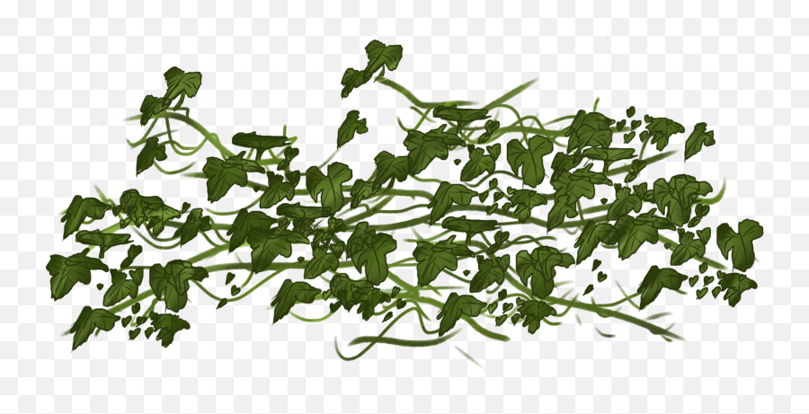 Vine Ivy Clip Art - Vines Png Download 24001800 Free Vine Transparent,Transparent Vine