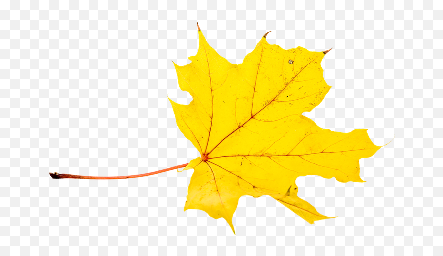 Autumn Leaves Leaf - Quotation Png,Transparent Fall Leaves