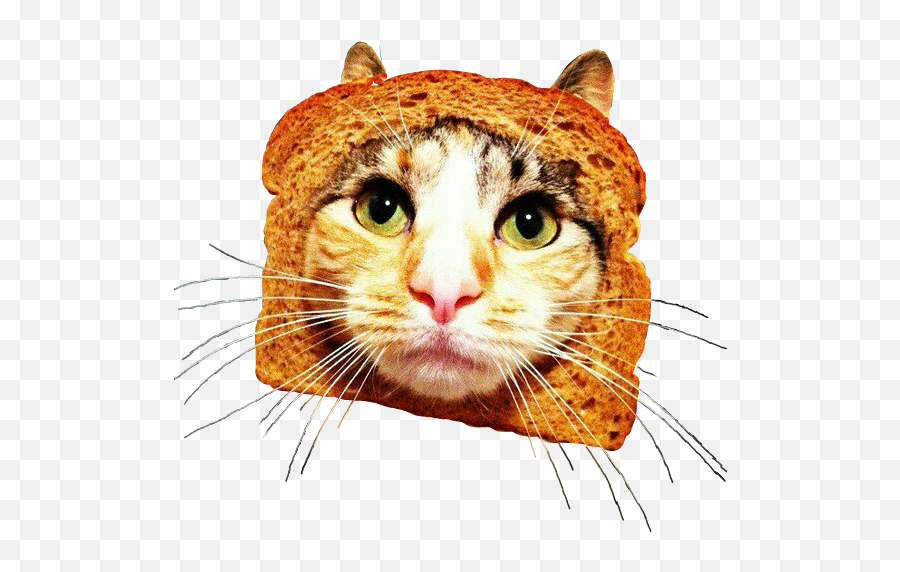 Bread Pan Gato Cat Breadincat - Funny Approval Cat Meme Png,Cat Head Png