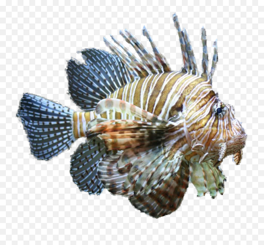 Download Lionfish Clipart Tropical Fish - Clip Art Transparent Lionfish Png,Tropical Fish Png