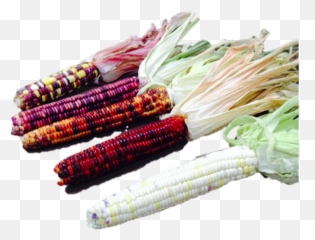 Corn Sacred Seed Png