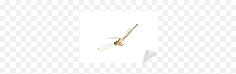Dead Dragonfly - We Live To Change Dragonfly Png,Dragonfly Transparent Background