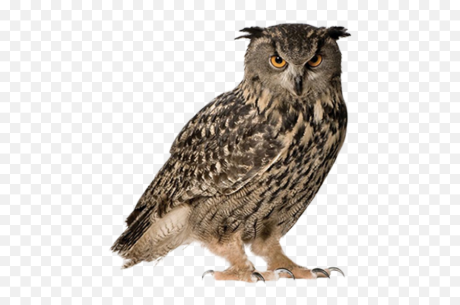 Owl Png Hd 5 - Png 6652 Free Png Images Starpng Owl Png,Owl Png